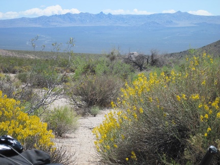 I look across a patch of yellow desert senna flowers at the Mid Hills area in the distance, my destination today