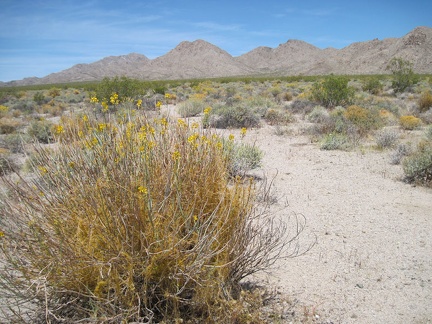 A little further down Kelbaker Road, I stop again to look at a desert senna with dodder growing in it