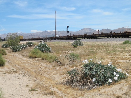 Blooming daturas decorate the train tracks along Kelso-Cima Road