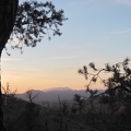  Sunset from Mid Hills campground through a pinyon pine; that should be the Kingston Range way over there