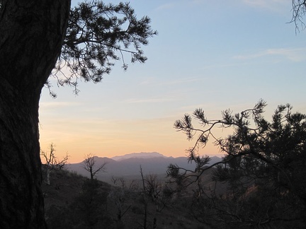  Sunset from Mid Hills campground through a pinyon pine; that should be the Kingston Range way over there