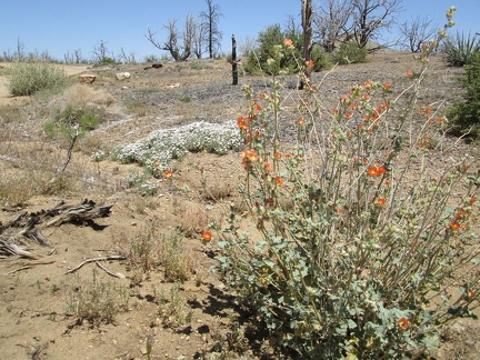I go for a short walk around Mid Hills campground and notice there are still a few flowers blooming, such as this Desert mallow