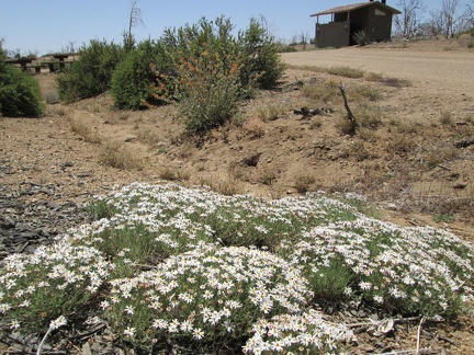 I think this is a kind of fleabane growing by the road at Mid Hills Campground