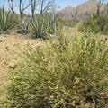 Turpentine broom in the foreground, Banana yuccas in the middle, and Antelope brush behind that
