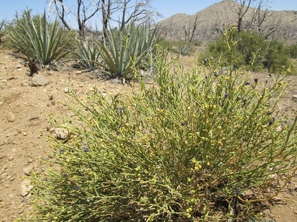 Turpentine broom in the foreground, Banana yuccas in the middle, and Antelope brush behind that