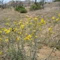 Several types of yellow flowers grow in the Mid Hills campground area and a few of them are still blooming today