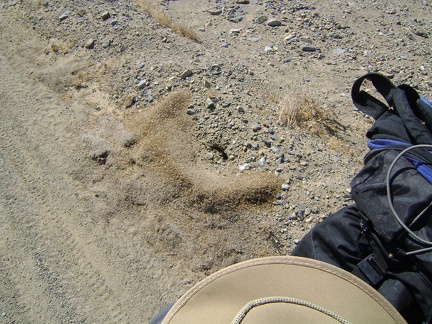 I pass an ant hill on Cornfield Spring Road