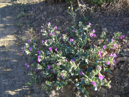 Desert four o'clock flowers