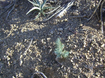 A pinon pine infant grows near a banana yucca at Mid Hills campground, Mojave National Preserve