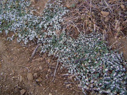 Returning to my tent at Mid Hills site 22, I spot some tiny flowers along the road that I've never noticed before