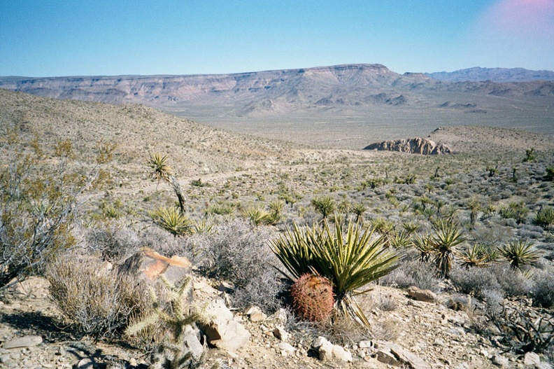 Northeast from Providence Mountains Campground, one gets a view of Wild Horse Mesa