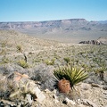 Northeast from Providence Mountains Campground, one gets a view of Wild Horse Mesa