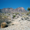 After taking the tour of the Mitchell Caverns, I go for a walk up the hill behind the Park office