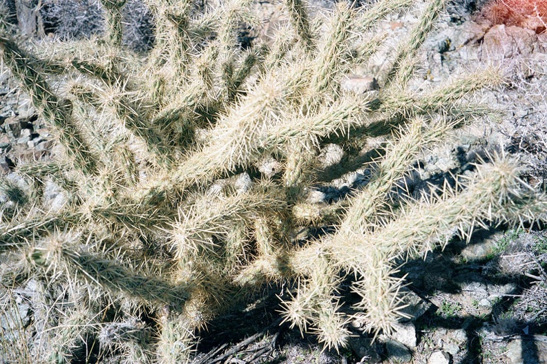 Cholla cactus