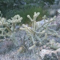 More cholla cactus