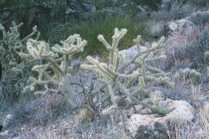 More cholla cactus