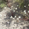 I'm noticing a lot of white-flowered buckwheats along Kelbaker Road on the way up toward the summit