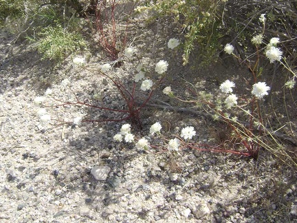 I'm noticing a lot of white-flowered buckwheats along Kelbaker Road on the way up toward the summit