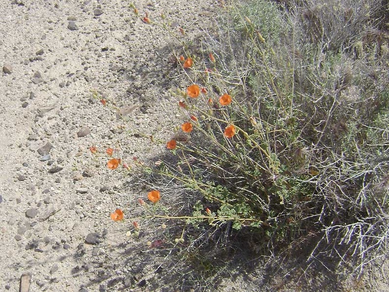 Orange desert mallow flowers at the Kelbaker Road summit, Mojave National Preserve