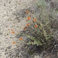 Orange desert mallow flowers at the Kelbaker Road summit, Mojave National Preserve