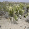 Banana yuccas getting ready to flower at the Kelbaker Road summit, Mojave National Preserve