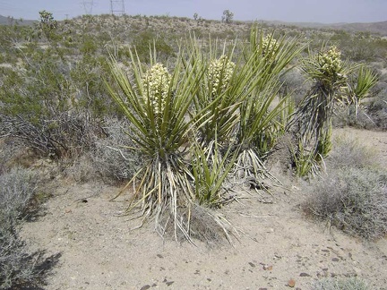 Banana yuccas getting ready to flower at the Kelbaker Road summit, Mojave National Preserve