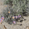 Mojave aster flowers at Kelbaker Road summit, Mojave National Preserve