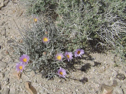Mojave aster flowers at Kelbaker Road summit, Mojave National Preserve