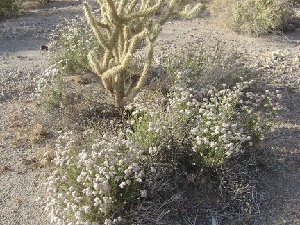 A garden of white buckwheat flowers and cholla cactus along the south fork of Globe Mine Road, Mojave National Preserve