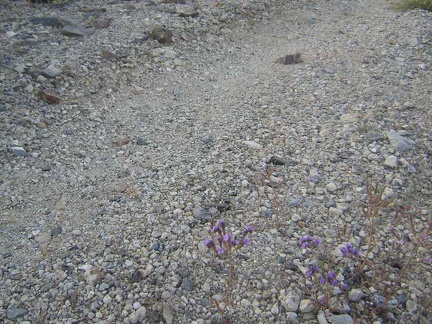 Diminutive phacelia flowers grow in the road on the "shortcut" between Globe Mine Road's south and middle forks