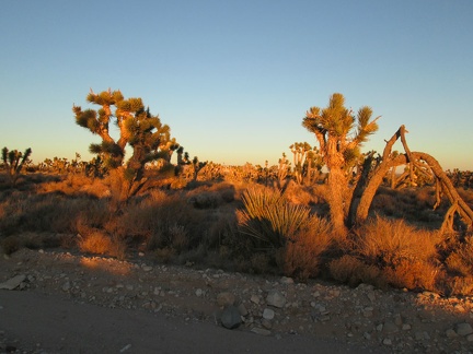 I take a break here to watch the Joshua tree forest on Ivanpah Road turn orange