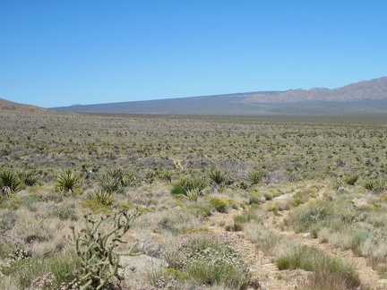 The old road doesn't stand out much as it crawls down the fan toward the Ivanpah Valley train tracks