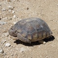 The tortoise appears to see me approaching