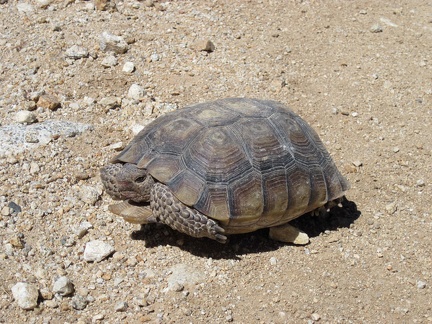 The tortoise appears to see me approaching