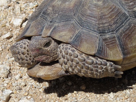 Close up, I notice that the tortoise is pinkish around his mouth, and it doesn't look like part of his natural complexion