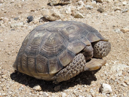 Tortoises shouldn't be touched, but they also shouldn't be left in a rocky road where a passing car might inadvertently crush it