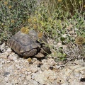I pick up the tortoise and put him down amidst some flowers, encelias perhaps, off the road