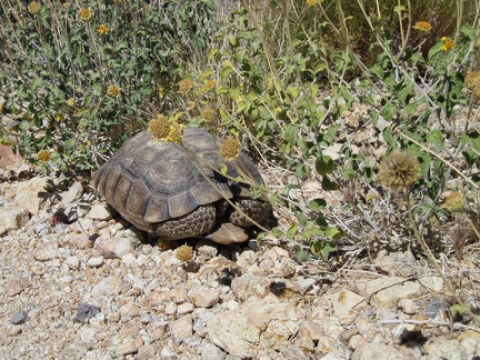 I pick up the tortoise and put him down amidst some flowers, encelias perhaps, off the road