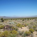A bit further up Brant Road, I stop to look across the tortoise's habitat, and down toward Ivanpah Dry Lake