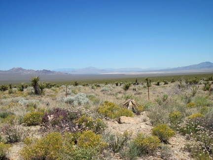 A bit further up Brant Road, I stop to look across the tortoise's habitat, and down toward Ivanpah Dry Lake