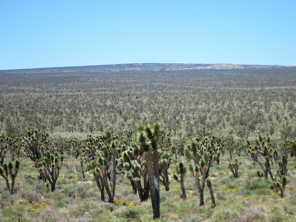 Across upper Ivanpah Valley is the summit of Cima Dome, so subtle that it can only be perceived from a distance