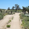Roughly two miles before Cima, I cross an intersection with an unsigned dirt road to my right; I continue straight ahead