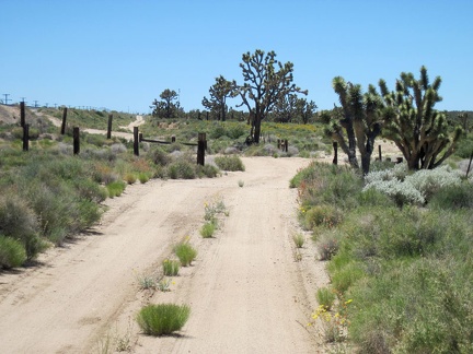 Roughly two miles before Cima, I cross an intersection with an unsigned dirt road to my right; I continue straight ahead