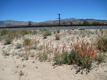 Nice to see a  few cheerful orange desert-mallow flowers again, this time framing my glance toward Butcher Knife Canyon