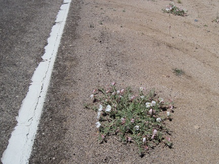 One of several primroses blooms on the shoulder of Cima Road