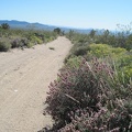 A few purple sages bloom on this part of the old Mojave Road amongst the yellow flowers
