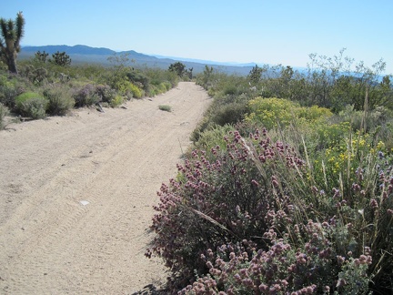 A few purple sages bloom on this part of the old Mojave Road amongst the yellow flowers