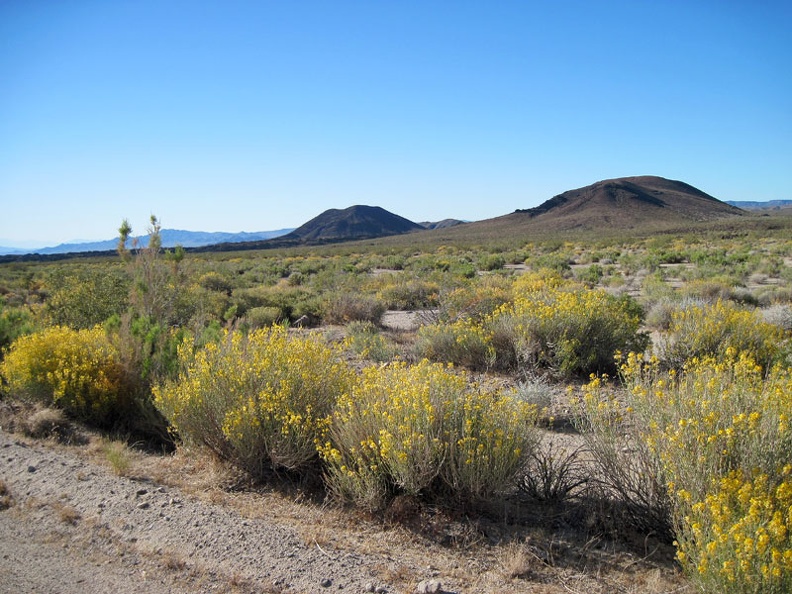 I pass lots of desert senna flowers exuding their sweet scent as I ride down Kelbaker Road