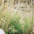 Bushwhacking my way through more reeds
