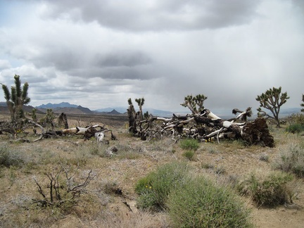 Many fallen joshua trees are seen along Cedar Canyon Road where the 2005 brush fires burned